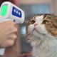 A cat at the Caturday Cat Cafe in Bangkok, Thailand having its temperature taken this past May.